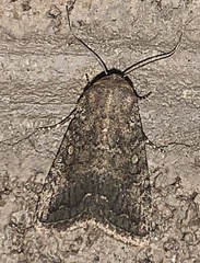 Protorthodes