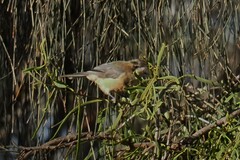 Acanthorhynchus tenuirostris