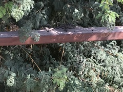 Chamaeleo chamaeleon