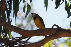 Pachycephala fuliginosa
