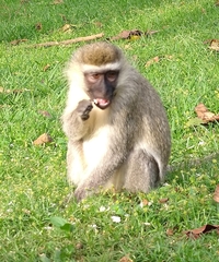 Chlorocebus tantalus