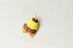 Heterallactis euchrysa