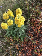 Solidago virgaurea