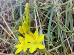 Bulbine vagans