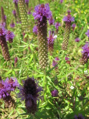 Pogostemon deccanensis