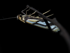 Philobota sophia