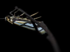 Philobota sophia