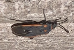 Melacoryphus lateralis