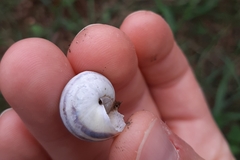 Cepaea