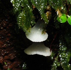 Pseudohydnum orbiculare