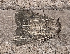 Protorthodes