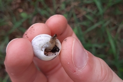 Cepaea