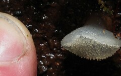 Pseudohydnum orbiculare