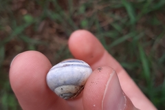 Cepaea
