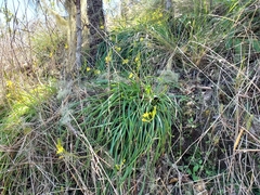 Bulbine vagans