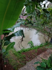 Nephila pilipes