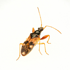 Pseudopamera nitidula