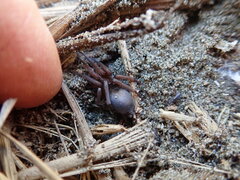 Hypodrassodes maoricus