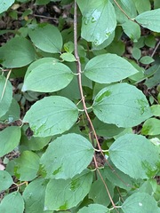 Philadelphus coronarius