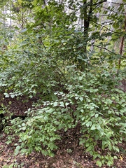 Philadelphus coronarius
