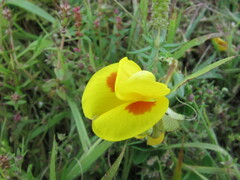 Smithia hirsuta