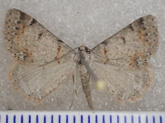 Taxeotis phaeopa