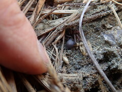 Hypodrassodes maoricus