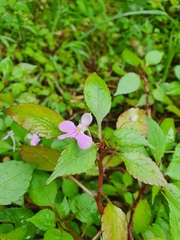 Impatiens hochstetteri