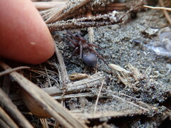 Hypodrassodes maoricus