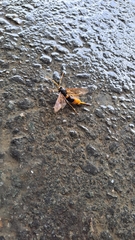 Urocerus gigas