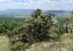 Juniperus deltoides