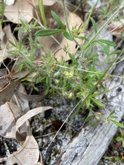 Xanthosia huegelii