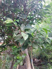 Dendrocnide