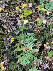 Dryopteris