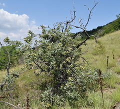 Pyrus elaeagrifolia