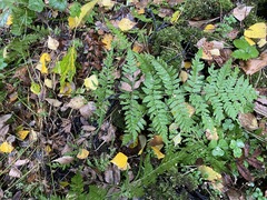 Dryopteris