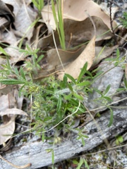 Xanthosia huegelii