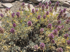 Salvia pachyphylla