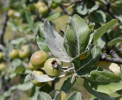 Pyrus elaeagrifolia