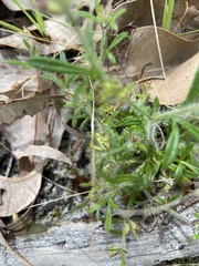 Xanthosia huegelii