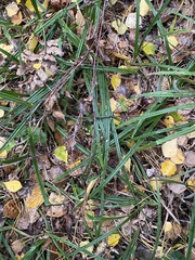 Carex pilosa