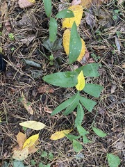 Polygonatum odoratum