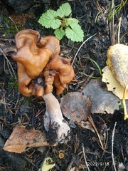 Gyromitra infula