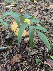 Polygonatum odoratum