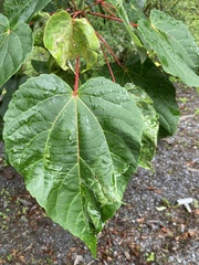 Idesia polycarpa