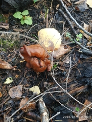 Gyromitra infula