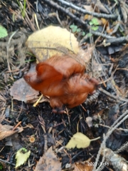 Gyromitra infula