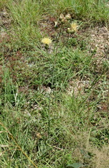 Centaurea salonitana