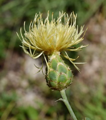 Centaurea salonitana