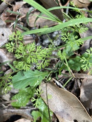 Daucus glochidiatus